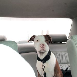 Meet your Posher, Louis